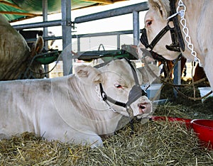 Two young white bulls