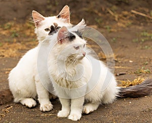 Two young white cats sitting together beautiful