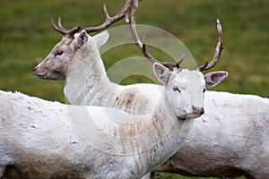Two young white deer stand behind each other.