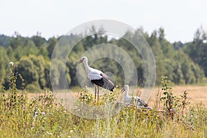 Two young White Storks on forest background