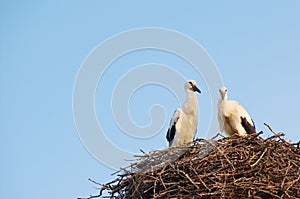 Two young white storks in the nest on blue sky background