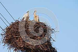 Two young white storks in the nest on blue sky background