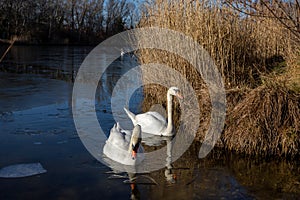 Young white swans in front of reed