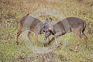 Two young White Tailed Bucks play together.