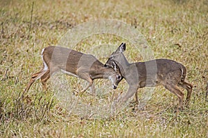 Two young White Tailed Bucks play together.