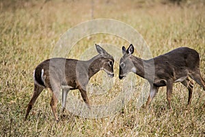 Two young White Tailed Deer Bucks learning to fight.