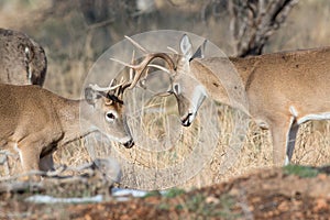 Two young whitetail buck play sparring