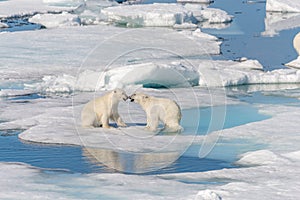 Two young wild polar bear cubs playing on pack ice in Arctic sea, north of Svalbard