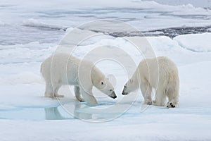 Two young wild polar bears playing on pack ice