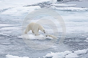 Two young wild polar bears playing on pack ice