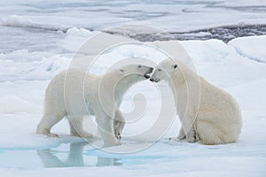 Two young wild polar bears playing on pack ice