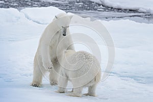 Two young wild polar bears playing on pack ice