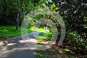 Two young women walking down a smooth winding footpath in the woods surrounded by lush green trees, plants and grass