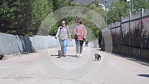 Two young women wearing sunglasses and carrying backpacks lead funny dachshund dogs on leashes, walk along fence and
