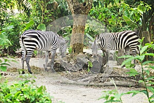 Two young zebra eating food photo