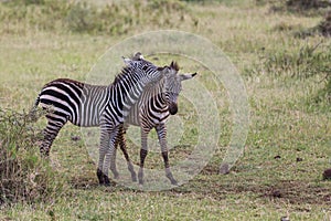 Two young zebras