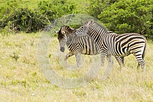 Two young zebras having fun