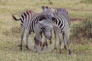 Two young zebras playing