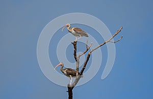 Two Youngsters in a Tree