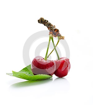 Two yummy cherries on the white background