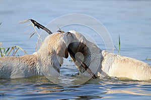 Two ywllow labradors in the river