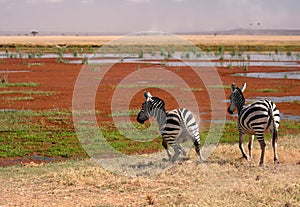 Two zebra in Amboseli, Kenya, photo