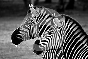 Two Zebra, black and white