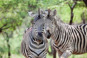 Two Zebra in the bush