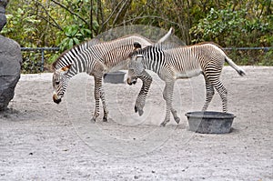 Two Zebra Colts