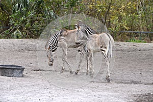 Two Zebra Colts