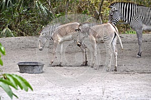 Two Zebra Colts