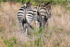 Two Zebra companions walking through the veldt with long grass