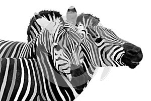 Two zebra, cuddling on a Isolated on white background