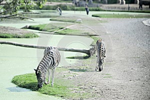 two Zebra drink water