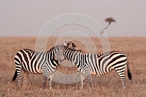 Two Zebra at duskin the Maasai Mara, Kenya