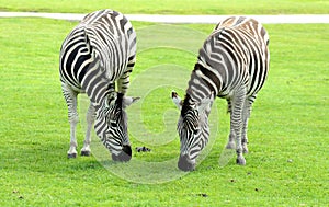 Two Zebra eating