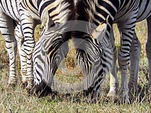 Two zebra eating grass together in the Addo Elephant Park, South