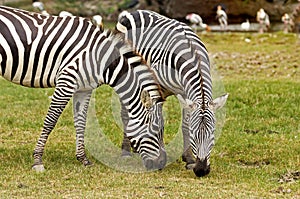 Two zebra eating grass.