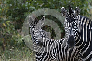 Two Zebra, Equus looking at camera