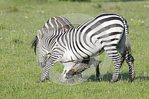 Two Zebra (Equus quagga) stallions fighting