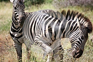 Two zebra fighting