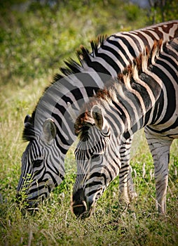 Two zebra grazing