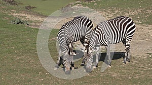 Two zebra grazing on grass, at the zoo, grazing the lush green grass
