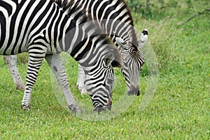 two zebra grazing in Kruger National Park, South Africa