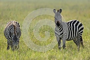 Two zebra grazing in vast grassy plains of Serengeti in Tanzania