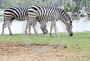 two zebra on green field eating grass leaves use for african animals wildlife theme