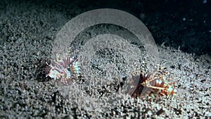 Two Zebra lionfish Zebra turkeyfish, Dendrochirus zebra are fighting in the night on the sand in Zulu sea Dumaguete