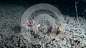 Two Zebra lionfish Zebra turkeyfish, Dendrochirus zebra are fighting in the night on the sand in Zulu sea Dumaguete