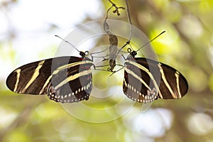 Two Zebra Longwing Butterflies