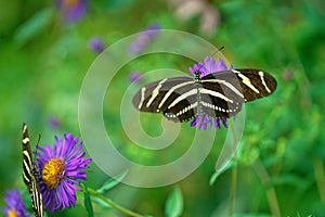 Two Zebra Longwing Butterflies